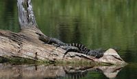 Kayak or Canoe Eco Tour, Mangrove Tunnel - 3 Hours