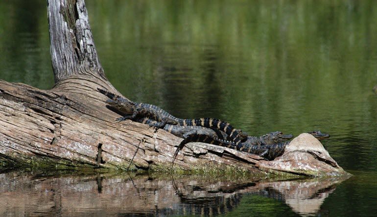 Kayak or Canoe Eco Tour, Mangrove Tunnel - 3 Hours