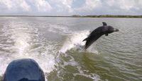Guided Power Boat Dolphin and Wildlife Tour - Florida Everglades