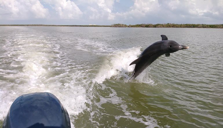Guided Power Boat Dolphin and Wildlife Tour - Florida Everglades