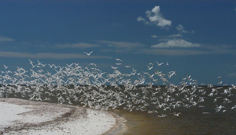 Guided Power Boat Dolphin and Wildlife Tour - Florida Everglades