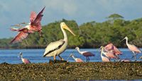 Guided Power Boat Dolphin and Wildlife Tour - Florida Everglades