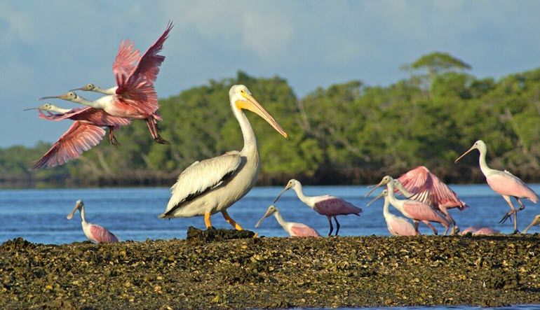 Guided Power Boat Dolphin and Wildlife Tour - Florida Everglades