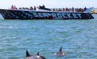 Speed Boat & Dolphin Cruise, Ocean City - 45 Minutes