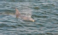 Dolphin Watch and Harbor Sail, St. Augustine - 90 Minutes