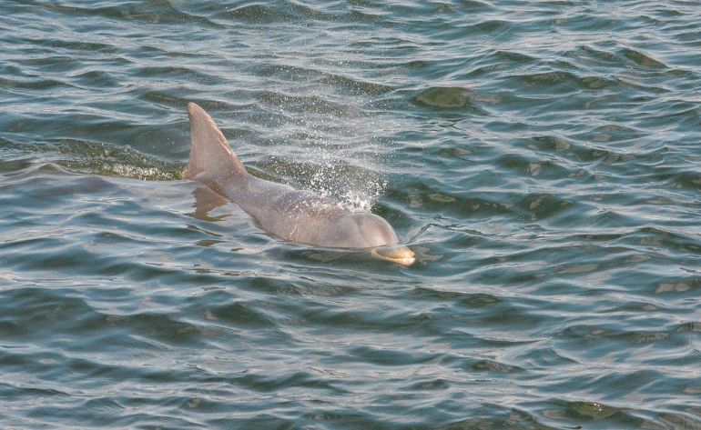 Dolphin Watch and Harbor Sail, St. Augustine - 90 Minutes