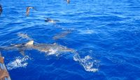 Shark Tour Oahu, North Shore