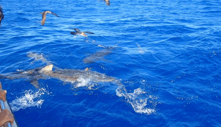 Shark Tour Oahu, North Shore