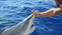 Shark Tour Oahu, North Shore - 2 Hours Hands On