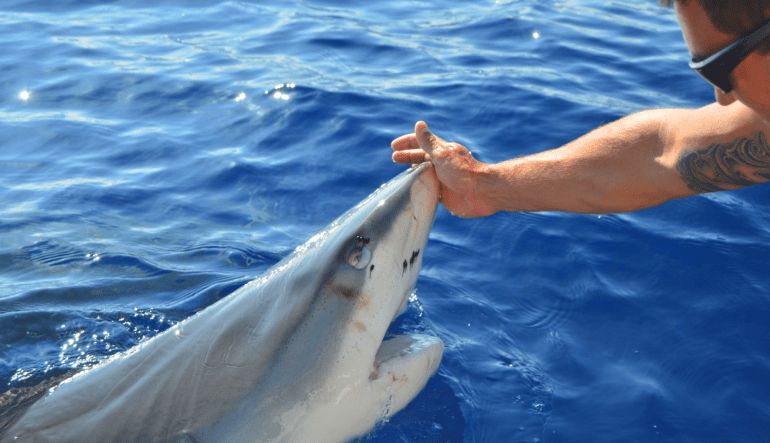 Shark Tour Oahu, North Shore - 2 Hours Hands On