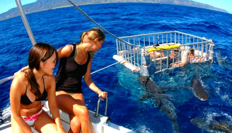 Shark Tour Oahu, North Shore - 2 Hours