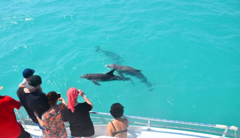 Key West Day Cruise, Dolphin and Snorkel Experience - 3 Hours