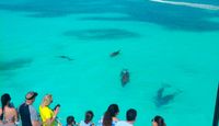 Key West Day Cruise, Dolphin and Snorkel Experience - 3 Hours