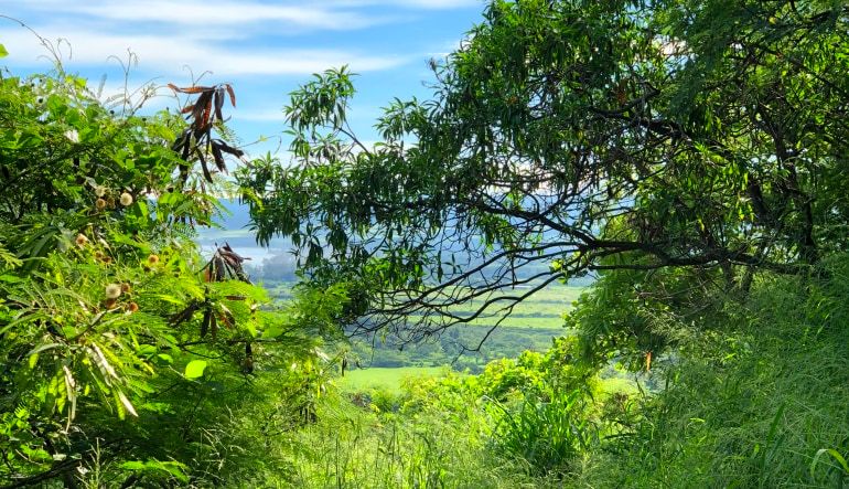 Intermediate Guided Hike Oahu Through The Trees