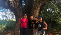Beginners Guided Hike Oahu Tree