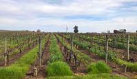 The Great Wine Tour San Francisco, Sonoma County - Full Day