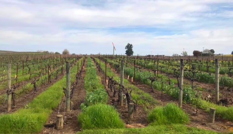 The Great Wine Tour San Francisco, Sonoma County - Full Day