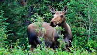 Two-Rider UTV Guided Tour Denali Wilderness - 90 Mins (Denali Shuttle Available!)