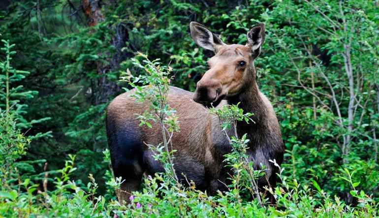 Two-Rider UTV Guided Tour Denali Wilderness - 90 Mins (Denali Shuttle Available!)