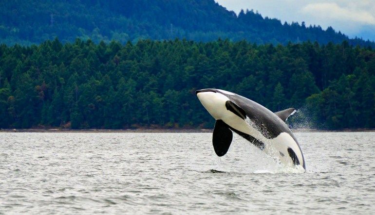 Whale Watching Adventure, Juneau - 3 Hours Killer Whale