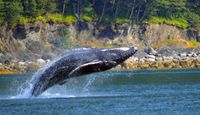 Whale Watching Adventure, Juneau - 3 Hours Jump