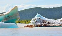 Canoe Adventure Mendenhall Glacier, Juneau - 1.5 hours Tour