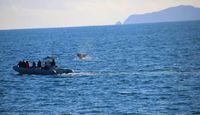 Summer Whale Watching Cruise San Diego - 4 Hours Boat