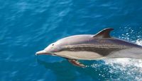 Summer Whale Watching Cruise San Diego - 4 Hours Dolphin