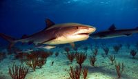 Shark Cage Dive Oahu Shark