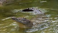 Trainer-for-a-Day, Gatorland - 2 Hours