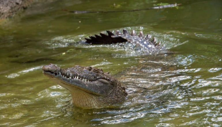 Trainer-for-a-Day, Gatorland - 2 Hours