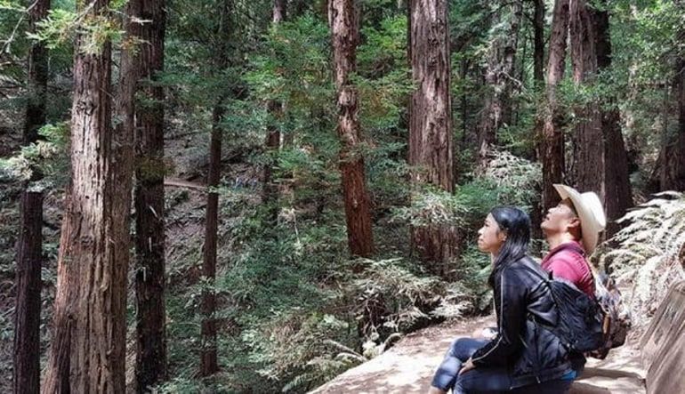San Francisco Luxury Coach Tour, Muir Woods National Monument - 3.5 Hours