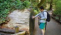 Muir Woods and Wine Country Tour, San Francisco - Half Day