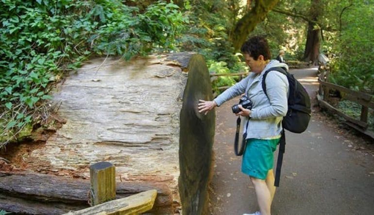 Muir Woods and Wine Country Tour, San Francisco - Half Day