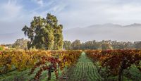 Scenic Plane Tour Napa Valley Wine Country Flight for 2 - 1.5 Hours