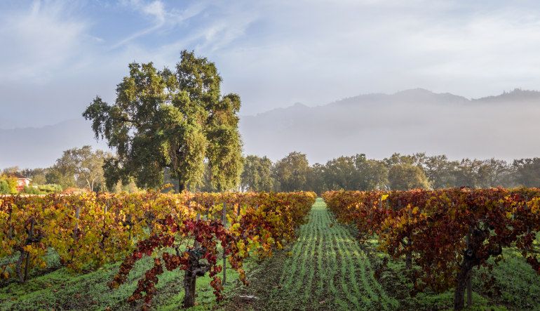 Scenic Plane Tour Napa Valley Wine Country Flight for 2 - 1.5 Hours