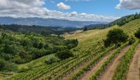 Scenic Plane Tour Napa Valley Wine Country Flight for 2 - 1.5 Hours