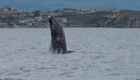 Whale & Dolphin Watching Tour, Dana Point - 2 Hours