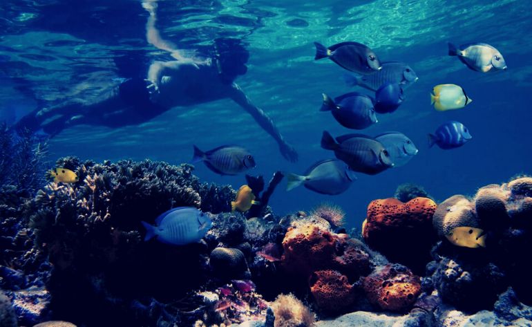 Reef Snorkel and Catamaran Cruise Key West - 3 Hours