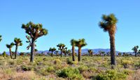 Las Vegas Area 51 Photo Scenic Tour, Full Day