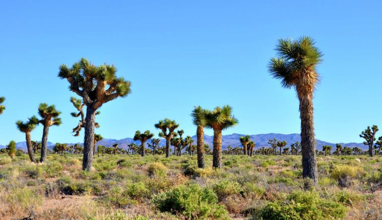 Las Vegas Area 51 Photo Scenic Tour, Full Day