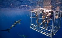Shark Cage Dive Oahu Hawaii North Shore shark swimming encounter