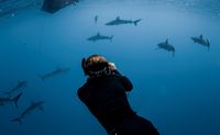Shark Cageless free Dive Oahu Hawaii North Shore shark swimming encounter
