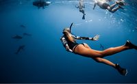 Shark Cageless free Dive Oahu Hawaii North Shore shark swimming encounter