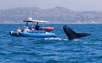 Whale Watching Tour, Dana Point - 2 Hours
