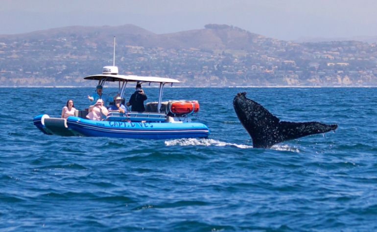 Whale Watching Tour, Dana Point - 2 Hours