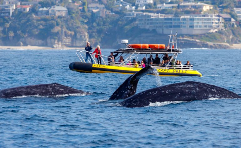 Whale Watching Tour, Dana Point - 2 Hours