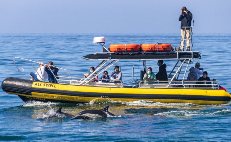 Whale Watching Tour, Dana Point - 2 Hours
