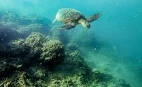 Oahu Hawaii Kayak and Reef Tour Kaneohe Bay	sea turtle