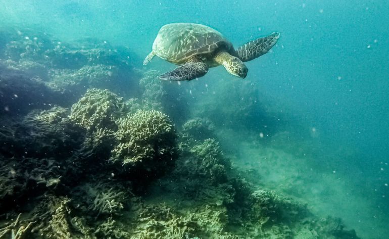 Oahu Hawaii Kayak and Reef Tour Kaneohe Bay	sea turtle